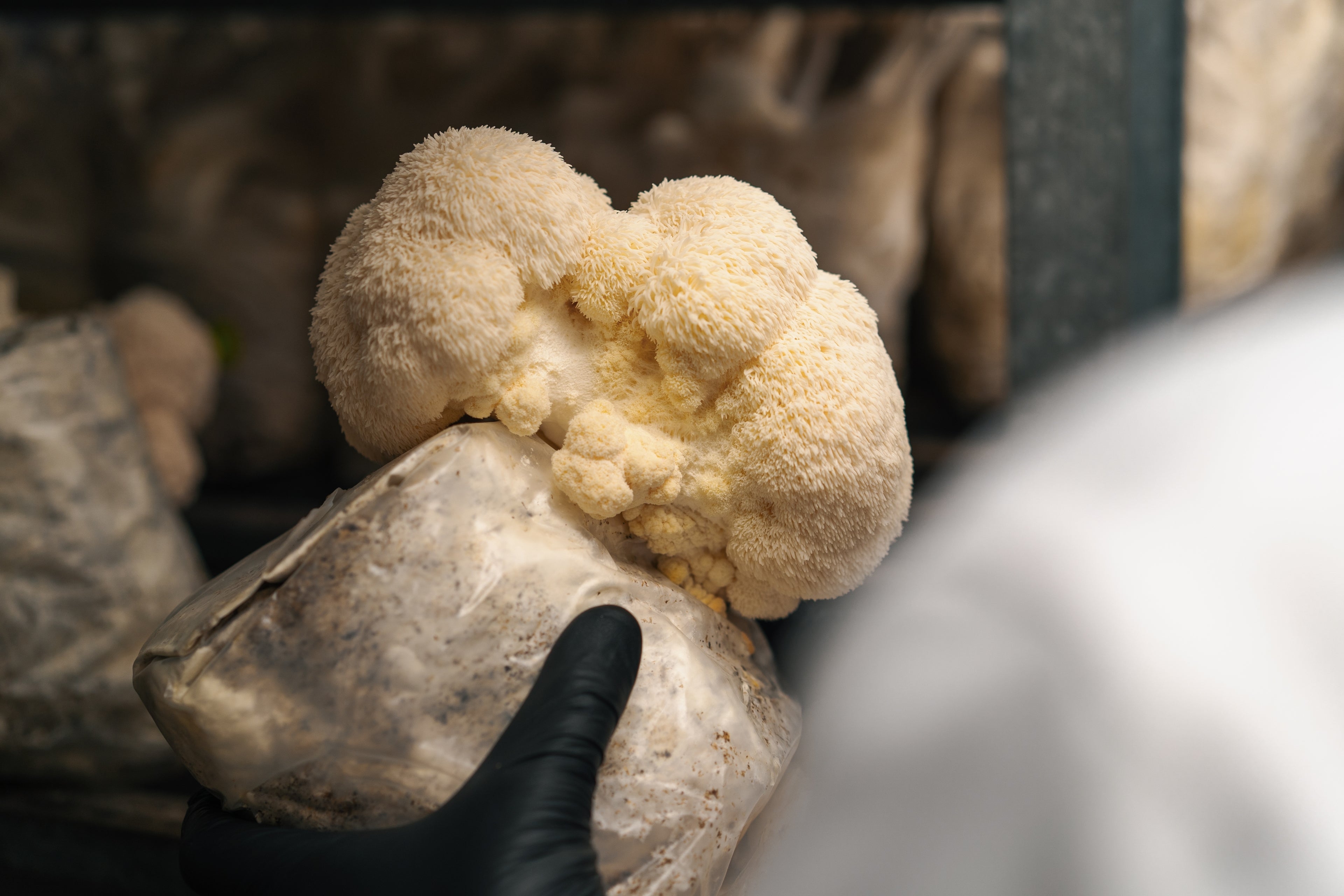 Mycologist holding organic lion's mane mushroom. 